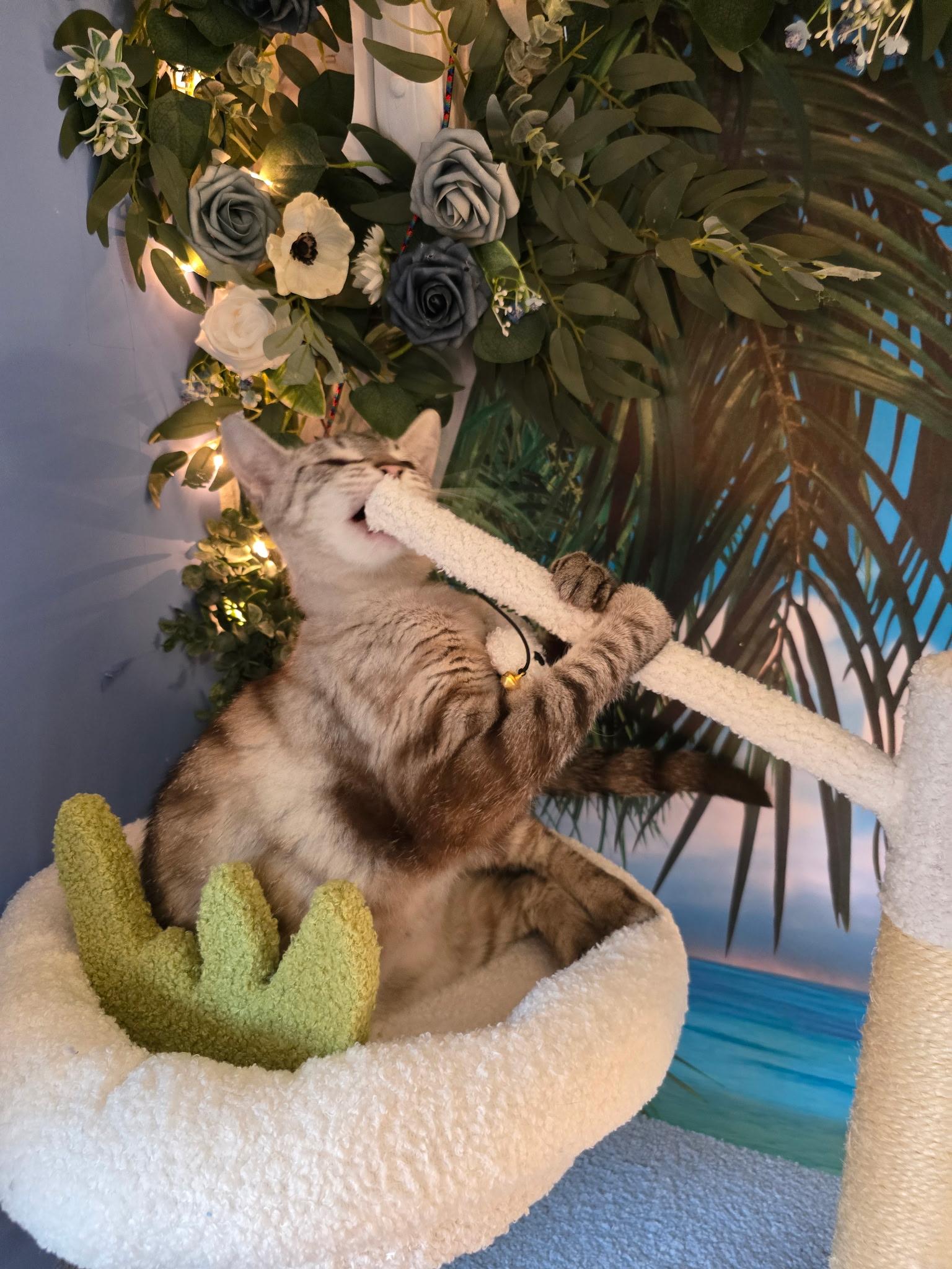 Pearl, an adopted mixed breed in Beaverton, OR image 2/3