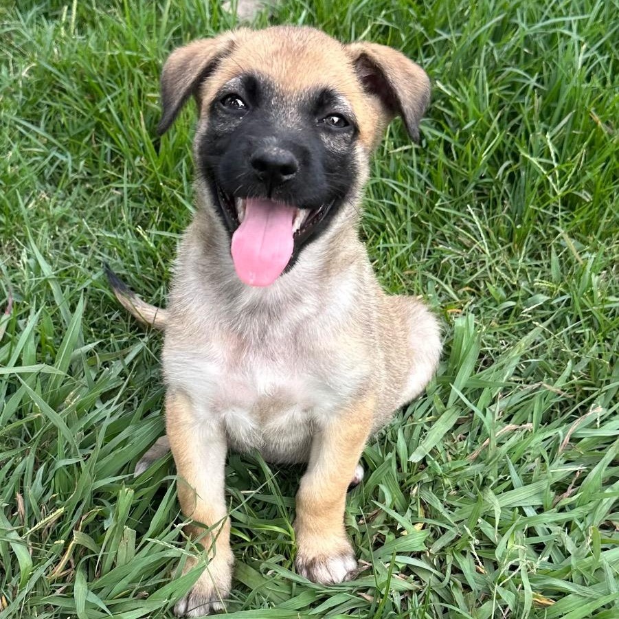 Enlarge Caldwell, a Adoptable mixed breed in Alvin, TX image 5/5