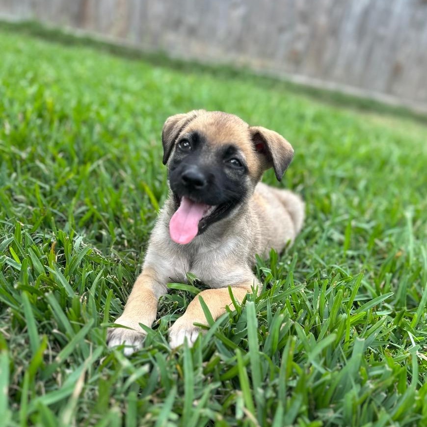Enlarge Caldwell, a Adoptable mixed breed in Alvin, TX image 3/5