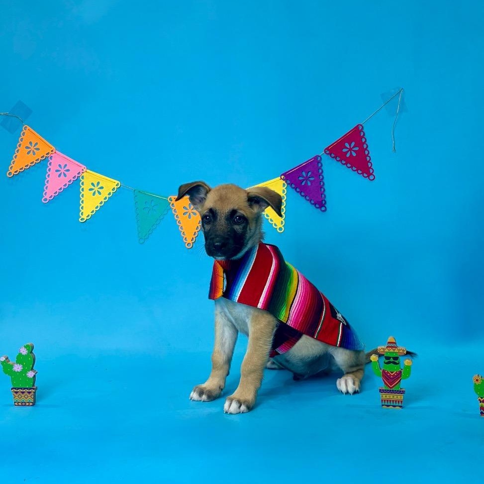 Caldwell, Adoptable, Puppy Male Shepherd.