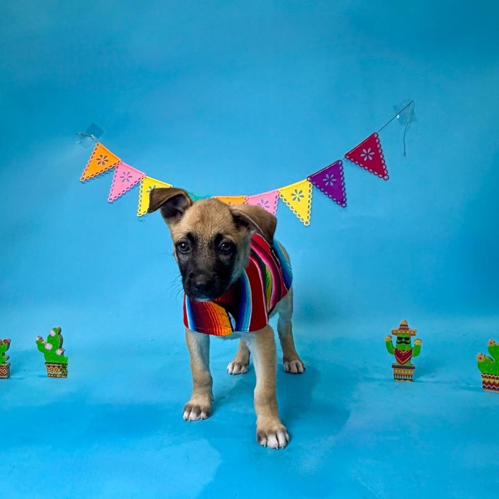 Enlarge Caldwell, a Adoptable mixed breed in Alvin, TX image 2/5