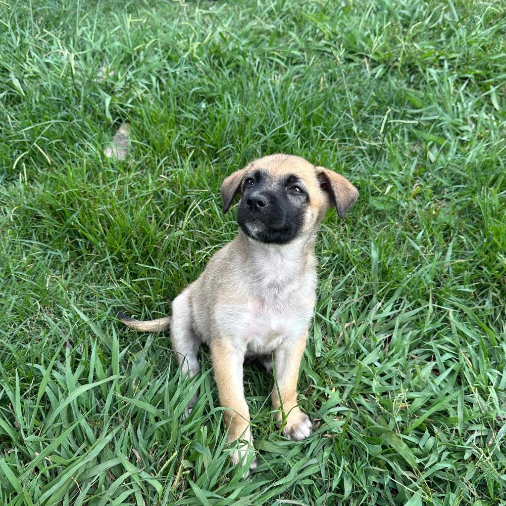 Enlarge Caldwell, a Adoptable mixed breed in Alvin, TX image 4/5