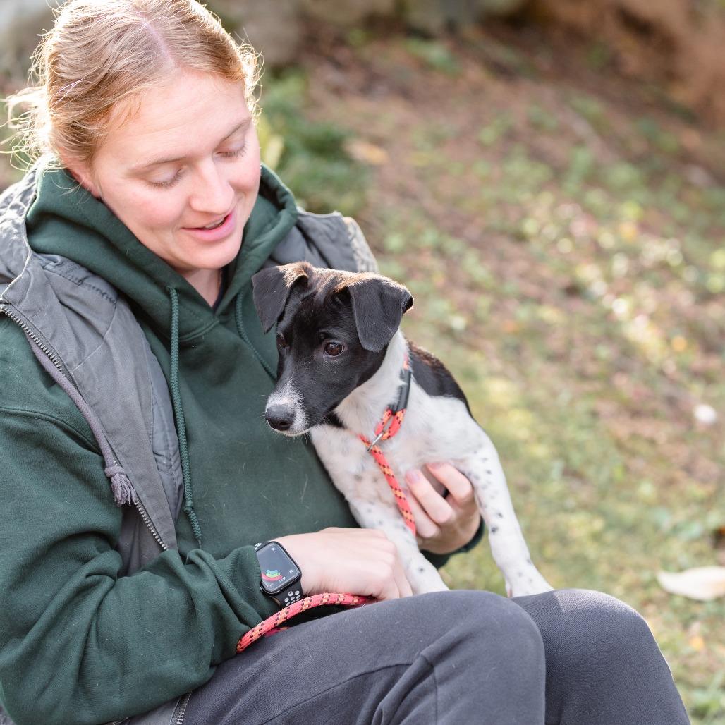 Enlarge Elvira, a Adoptable mixed breed in Chester Springs, PA image 2/5