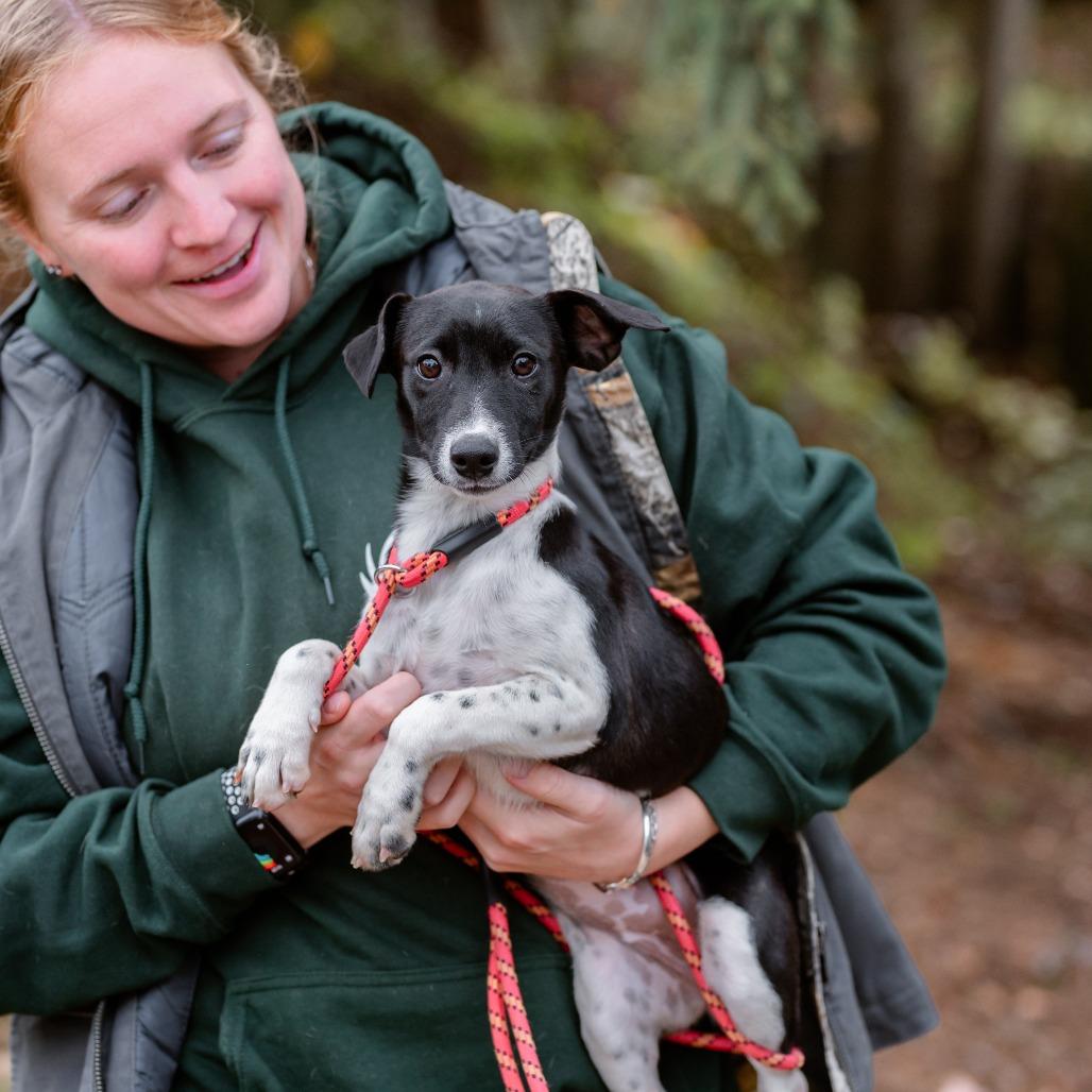 Enlarge Elvira, a Adoptable mixed breed in Chester Springs, PA image 4/5