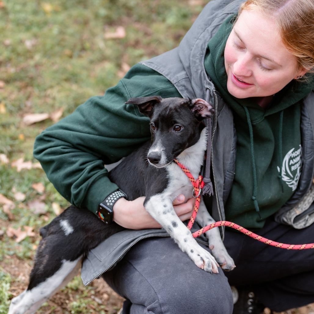 Enlarge Elvira, a Adoptable mixed breed in Chester Springs, PA image 5/5