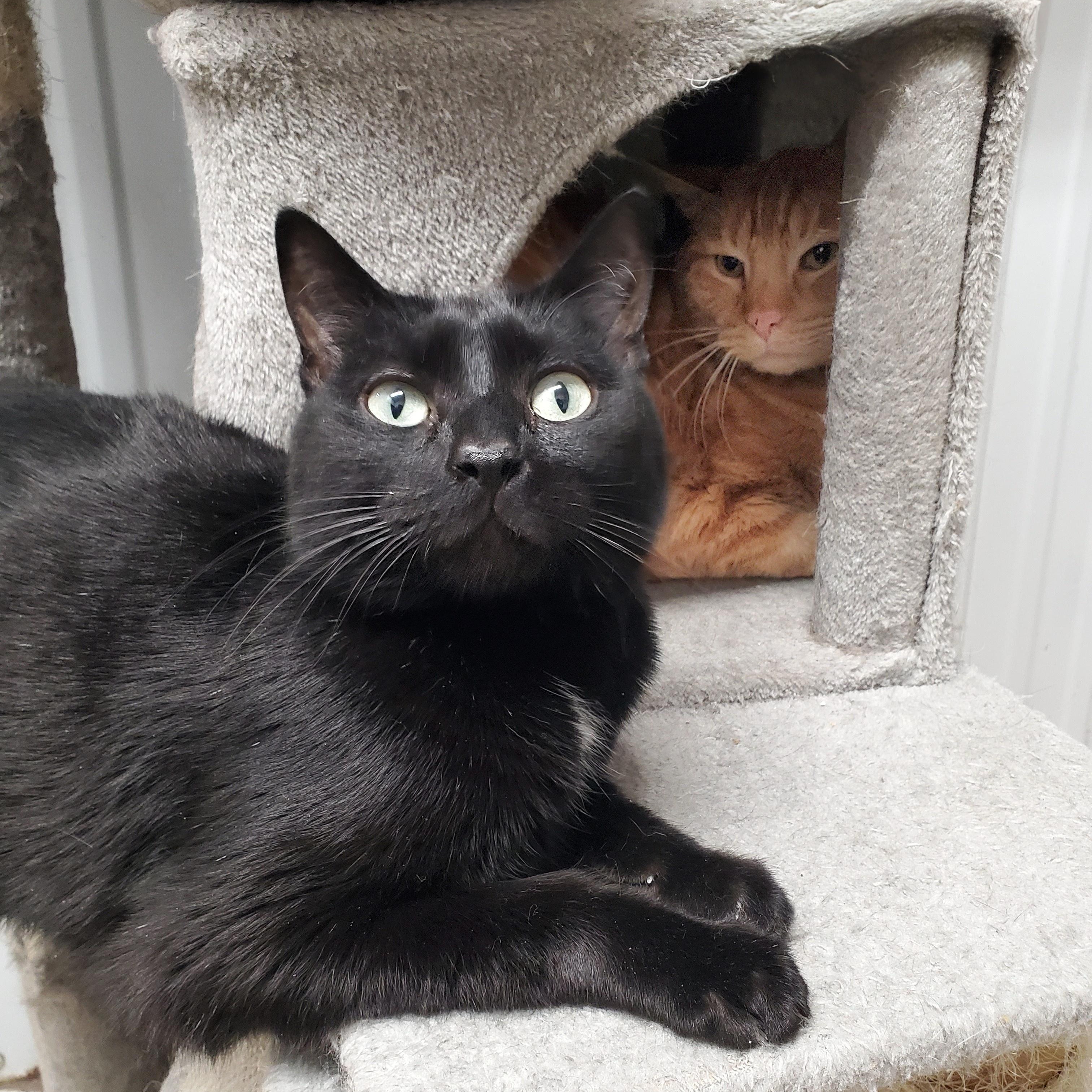 Enlarge Rubble and Copperfield, a ADOPTABLE Domestic Short Hair in Marseilles, IL image 1/1