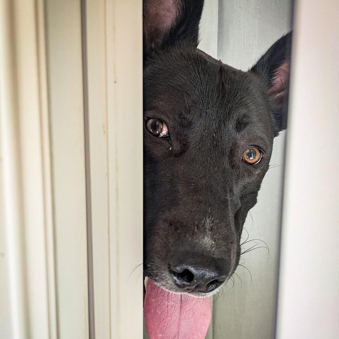 Enlarge Bear, a Adoptable mixed breed in Detroit, MI image 2/6
