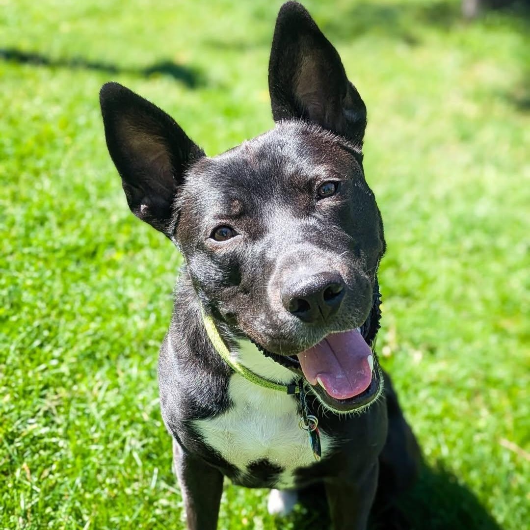 Enlarge Bear, a Adoptable mixed breed in Detroit, MI image 4/6