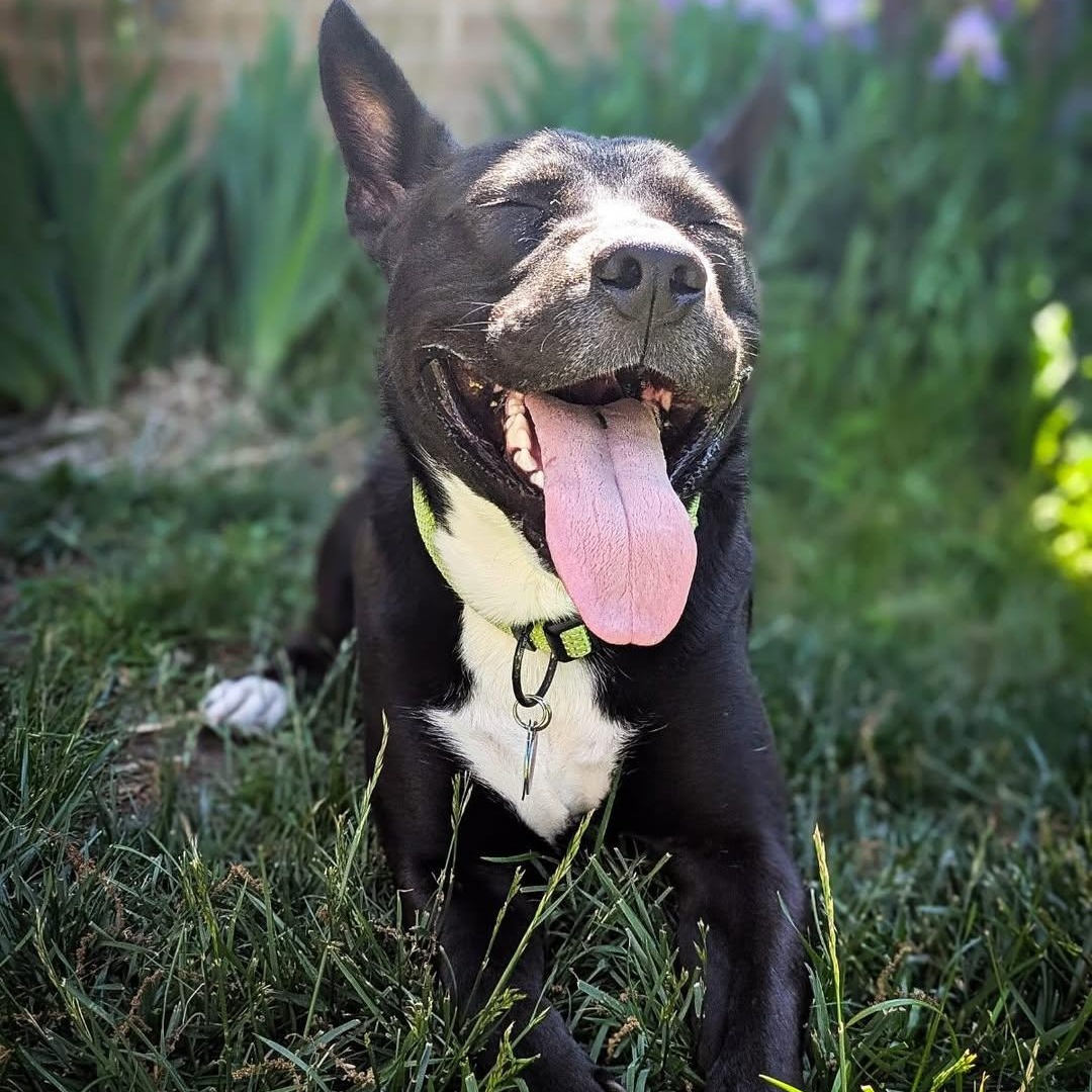 Enlarge Bear, a Adoptable mixed breed in Detroit, MI image 5/6