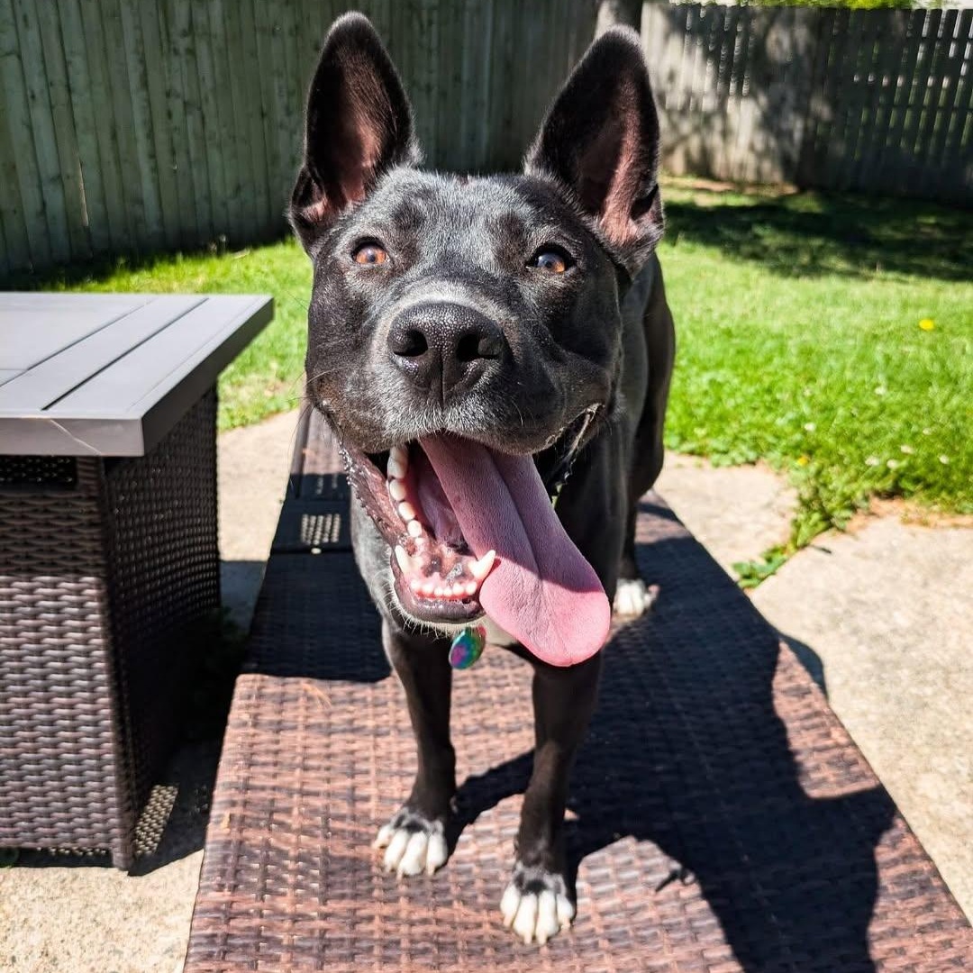 Enlarge Bear, a Adoptable mixed breed in Detroit, MI image 1/6