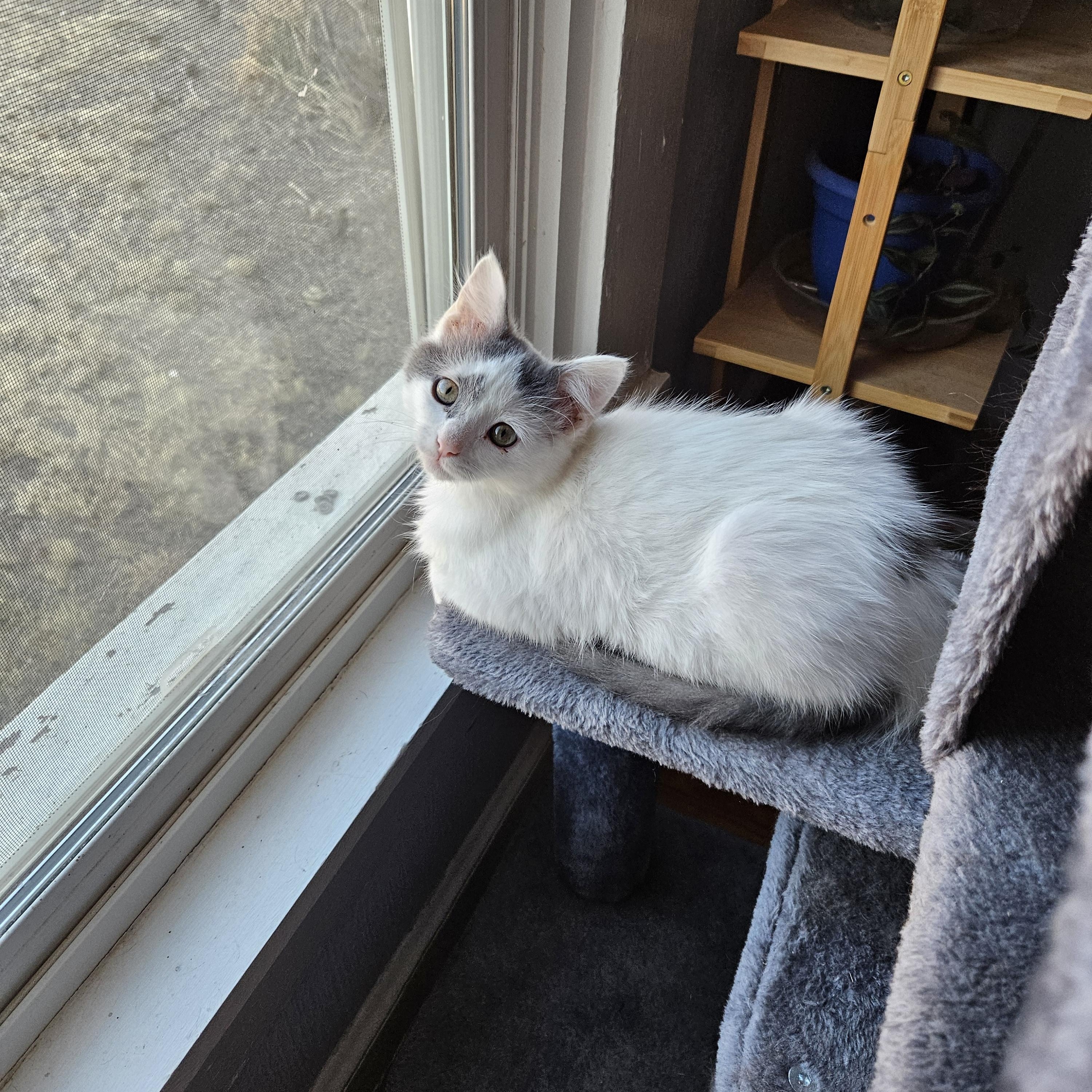 Enlarge Squeek, a ADOPTABLE Domestic Long Hair in Alpine, TX image 1/4