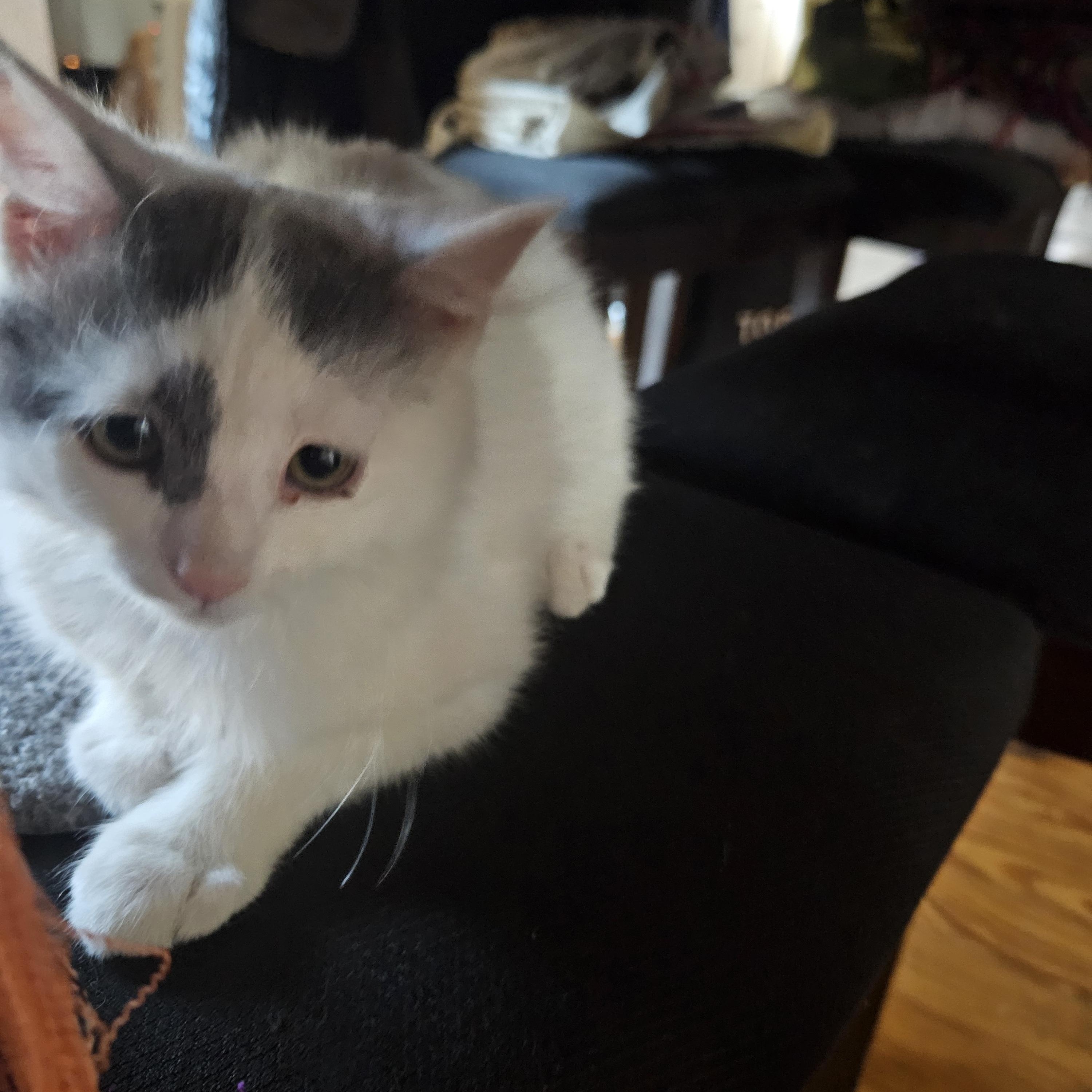 Enlarge Squeek, a ADOPTABLE Domestic Long Hair in Alpine, TX image 3/4