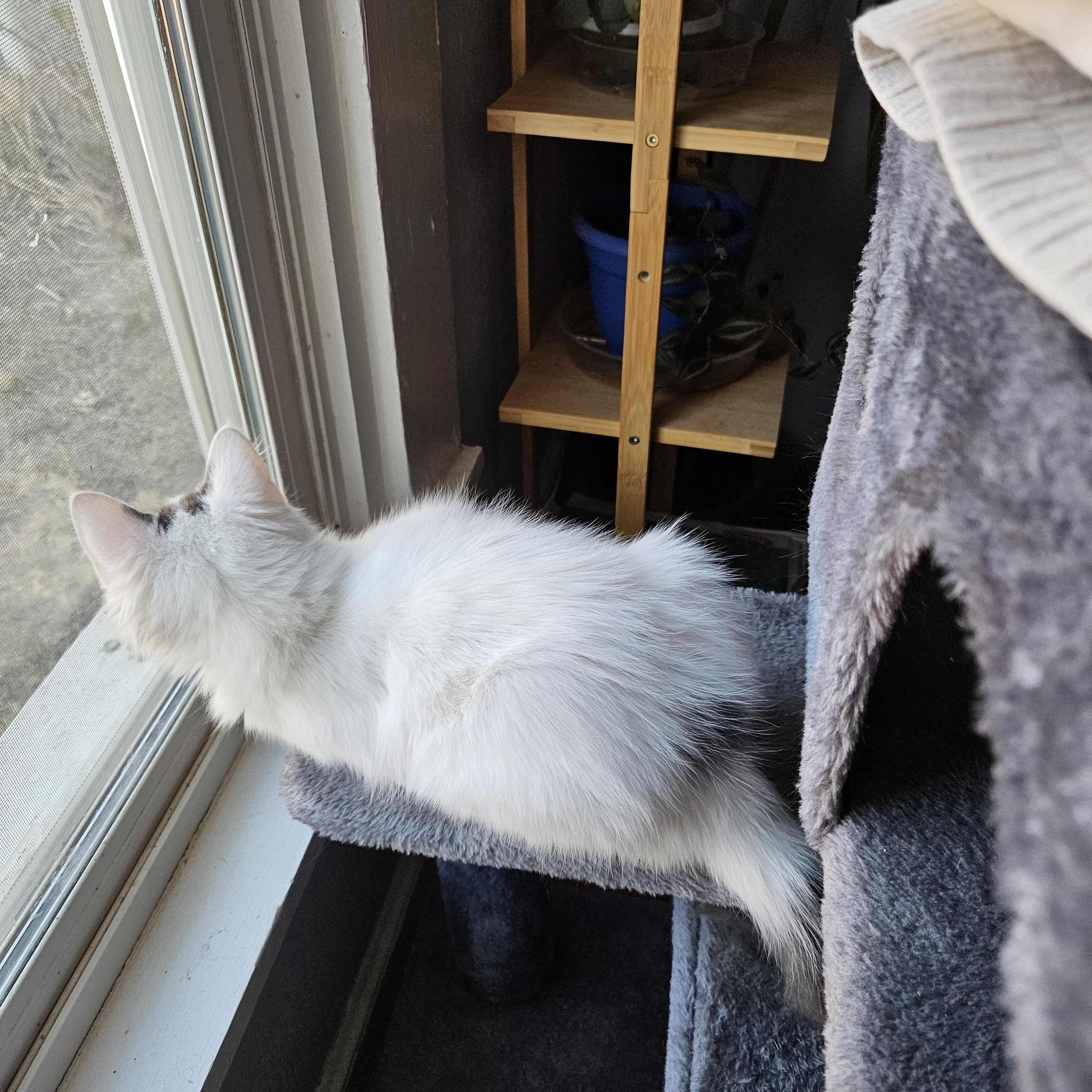 Enlarge Squeek, a ADOPTABLE Domestic Long Hair in Alpine, TX image 2/4