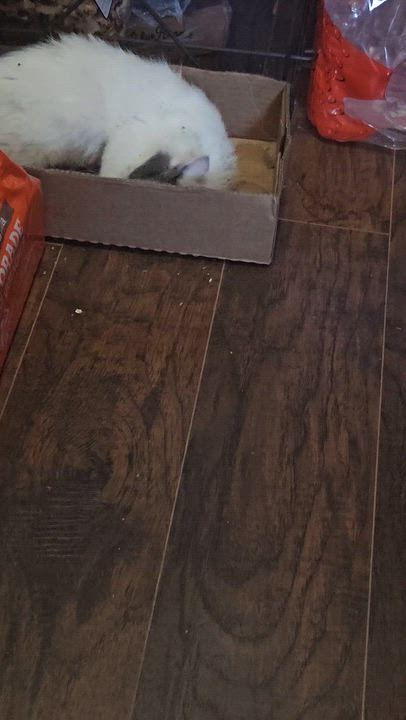 Enlarge Squeek, a ADOPTABLE Domestic Long Hair in Alpine, TX video 4/4