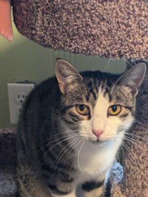 Maury, Adoptable, Young Male Domestic Short Hair.