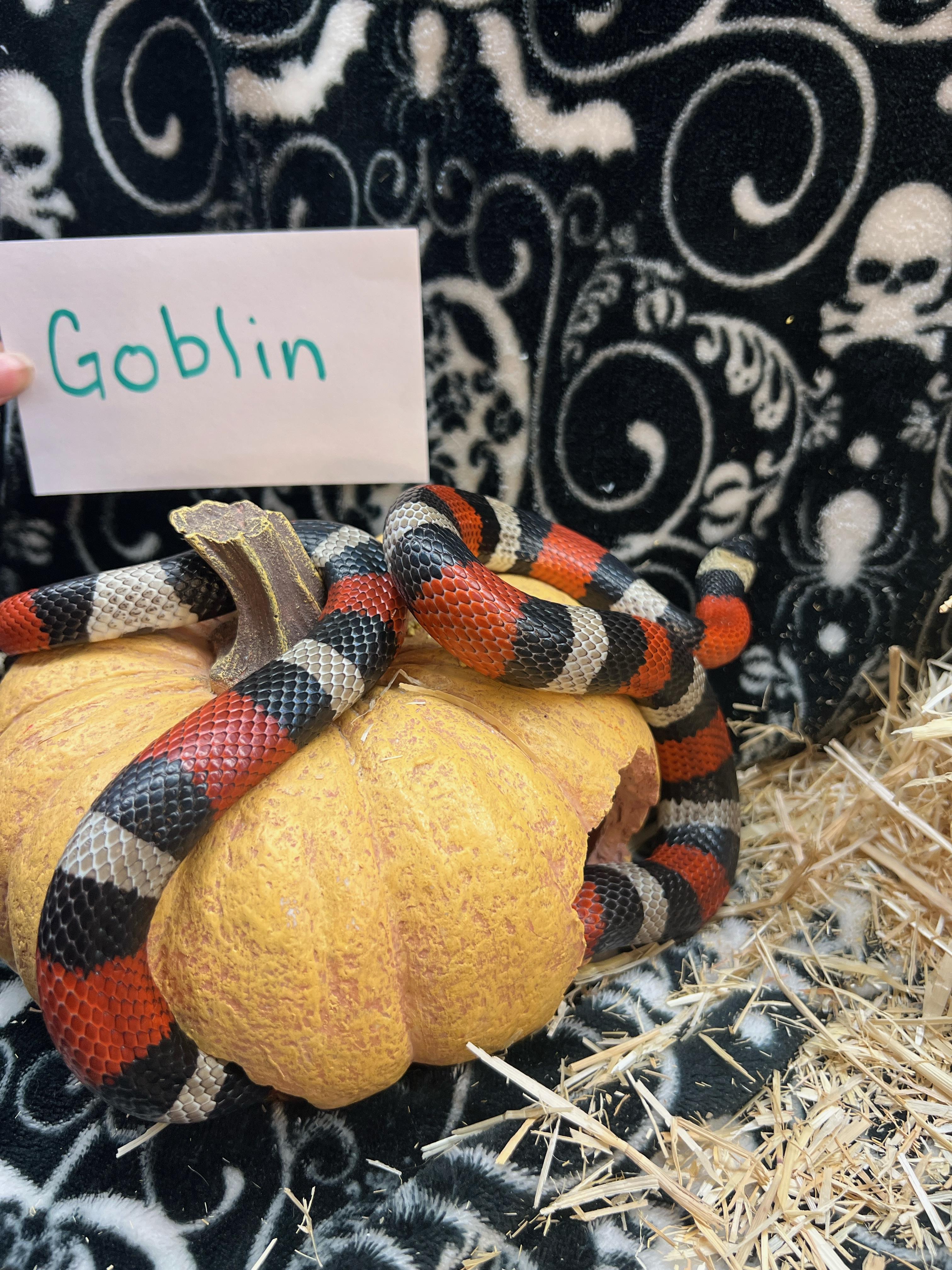 Goblin, Adopted, Adult Unknown King / Milk.