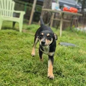 Brie, Adoptable, Young Female Terrier & Mixed Breed.