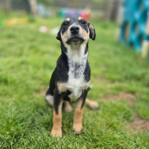 Brie, a Adoptable mixed breed in Dover, AR image 2/3