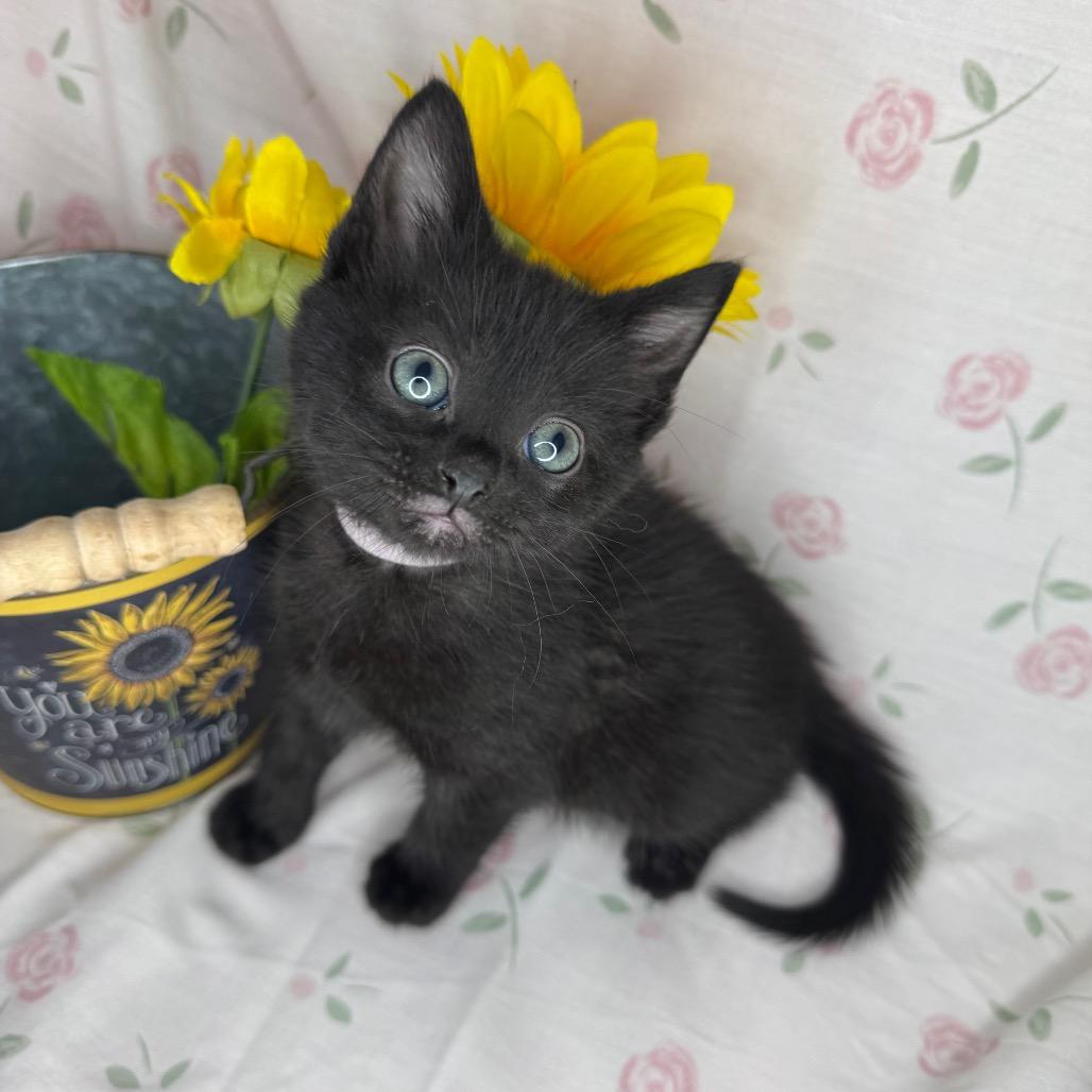 Gabriella, Adoptable, Kitten Female Bombay & Russian Blue.