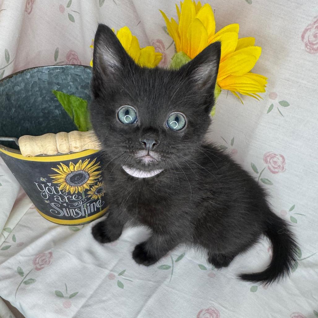 Gabriella, a Adoptable mixed breed in Mount Vernon, IL image 2/6