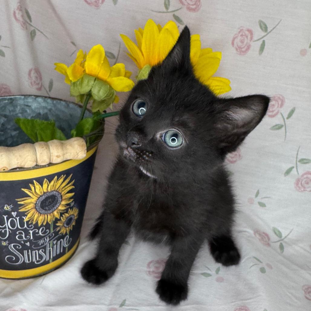 Gabriella, a Adoptable mixed breed in Mount Vernon, IL image 3/6