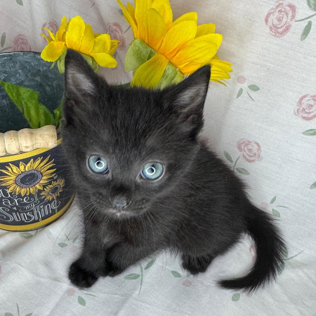 Gabriella, a Adoptable mixed breed in Mount Vernon, IL image 4/6