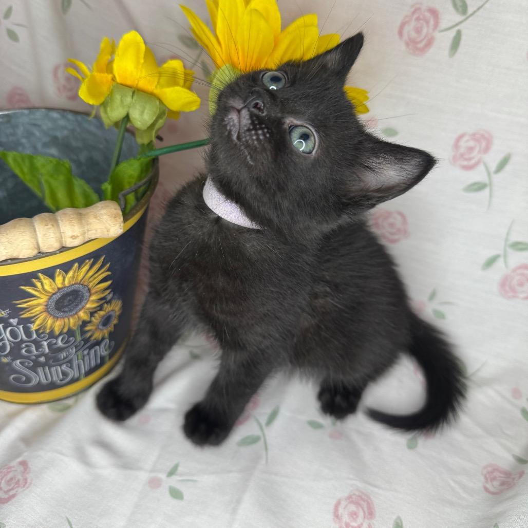 Gabriella, a Adoptable mixed breed in Mount Vernon, IL image 5/6