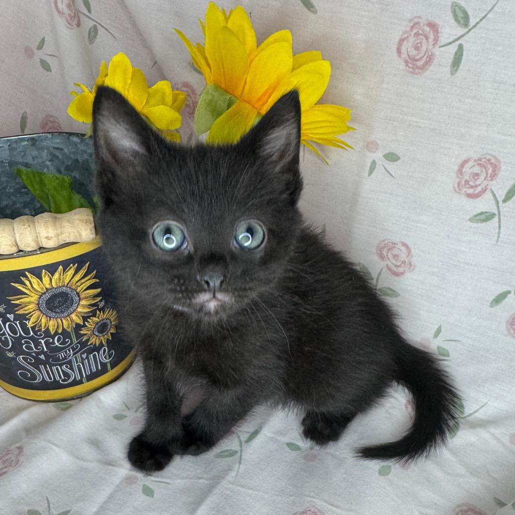Gabriella, a Adoptable mixed breed in Mount Vernon, IL image 6/6