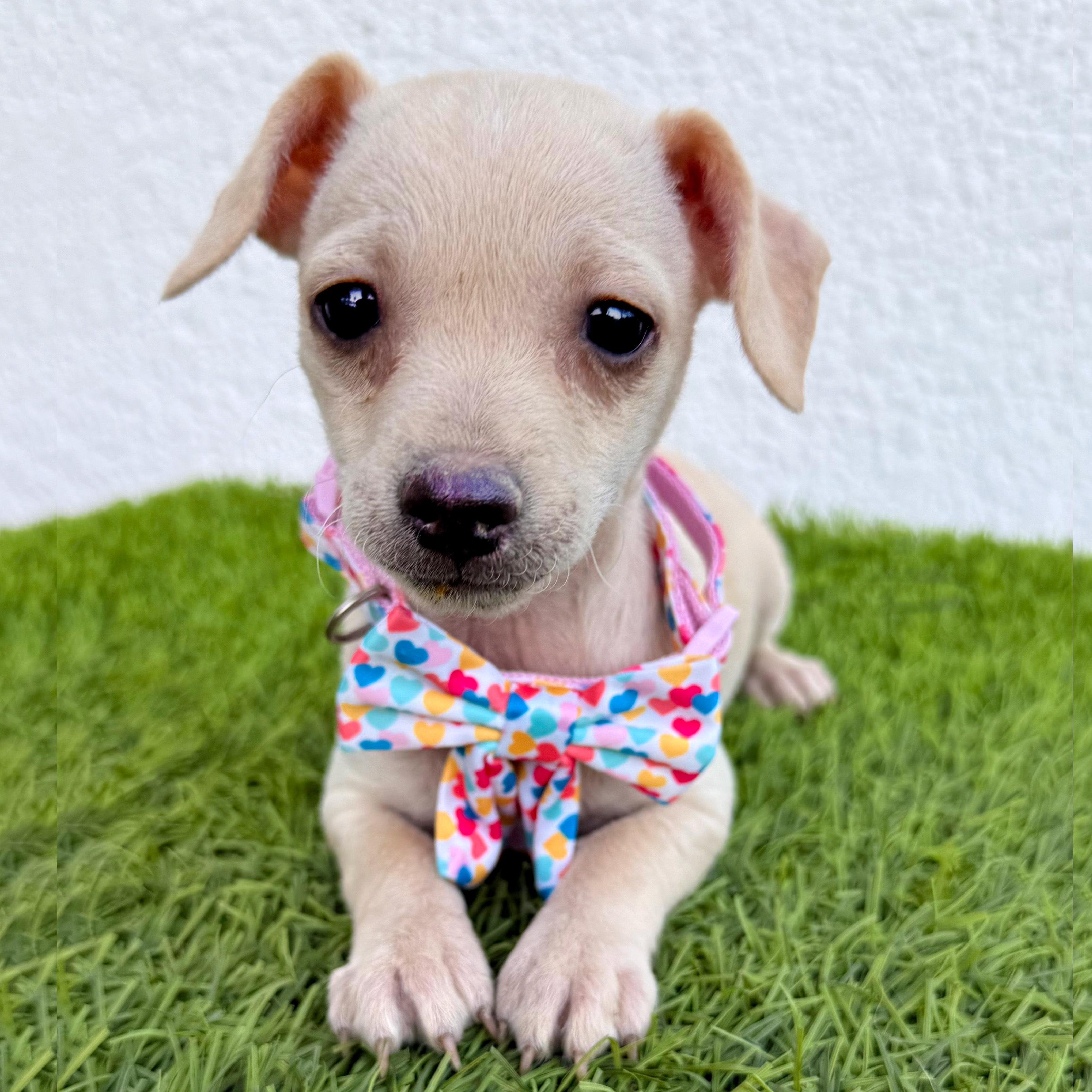 Enlarge HUAHUA, a Adoptable mixed breed in San Diego, CA image 2/5
