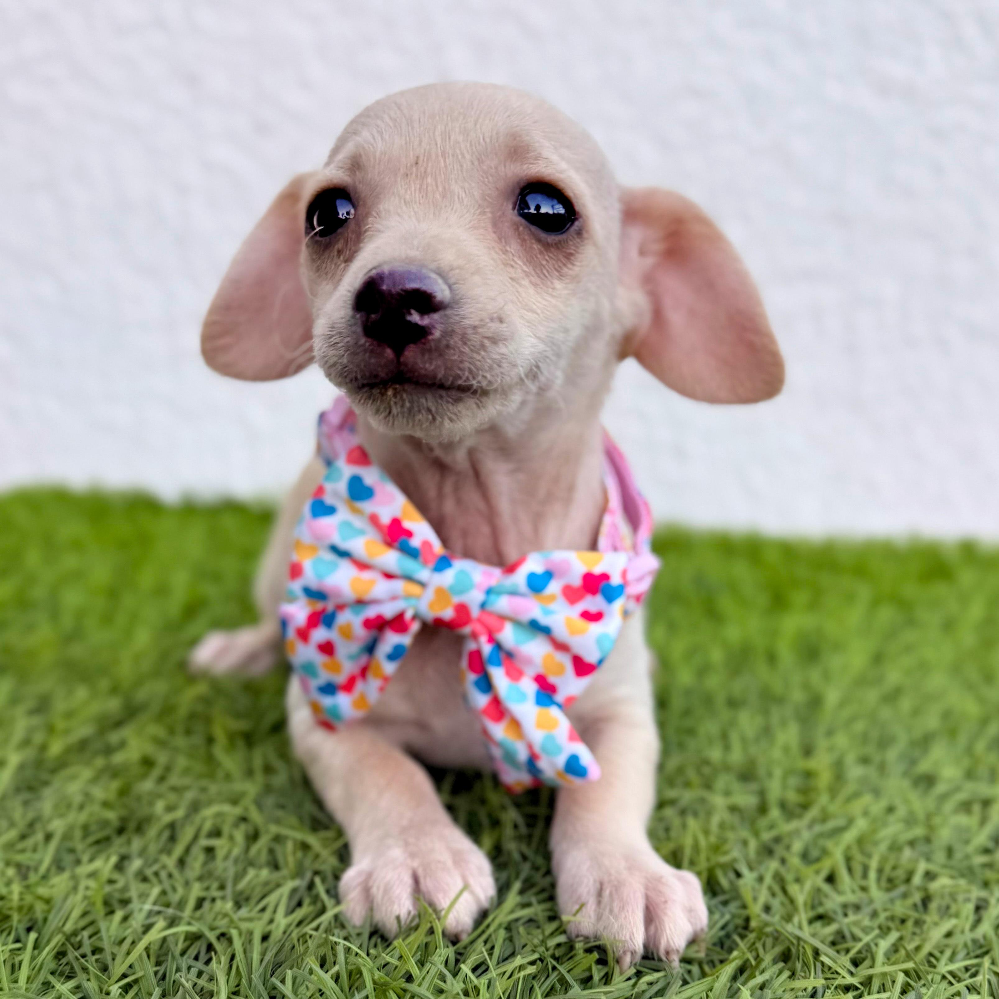Enlarge HUAHUA, a Adoptable mixed breed in San Diego, CA image 1/5