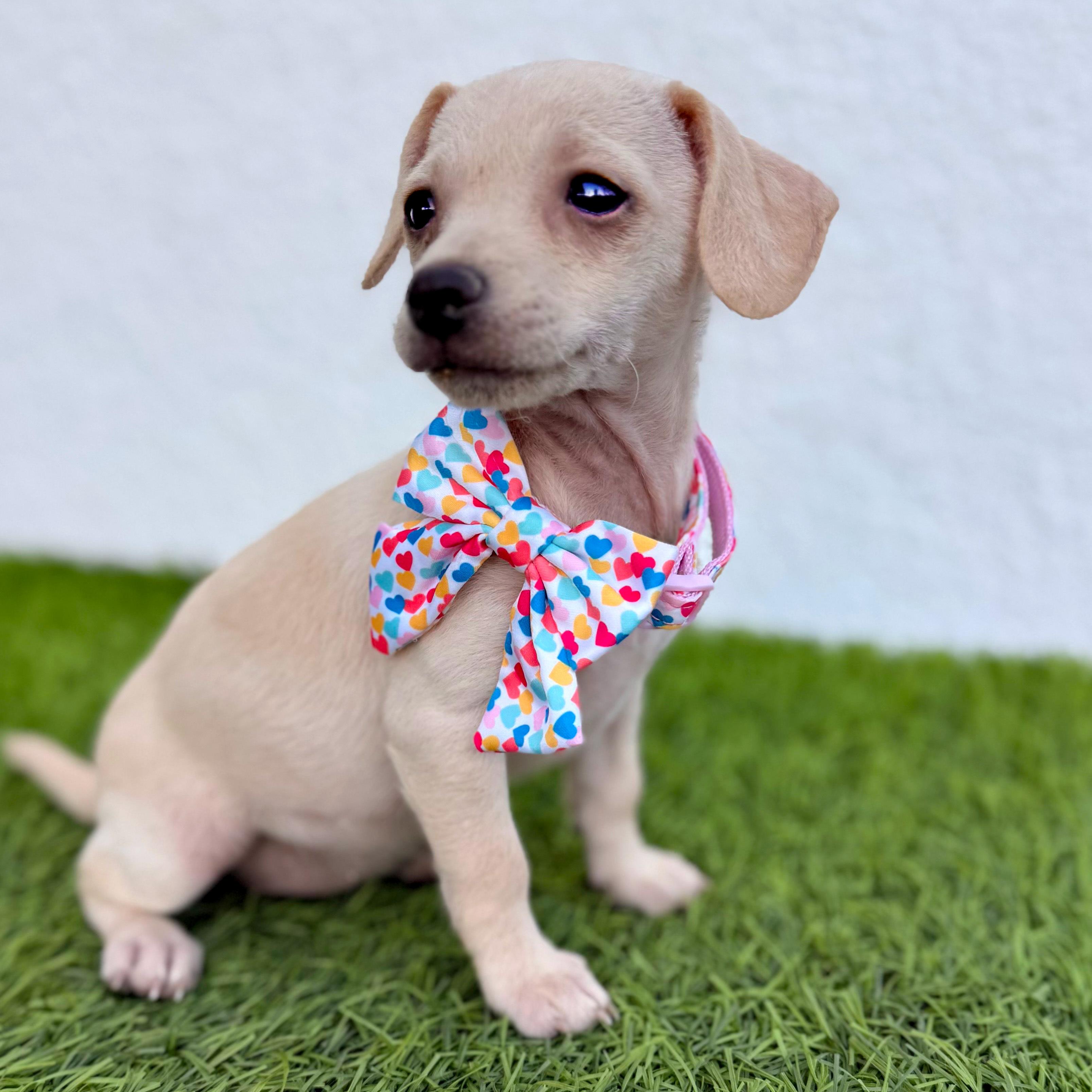 Enlarge HUAHUA, a Adoptable mixed breed in San Diego, CA image 4/5