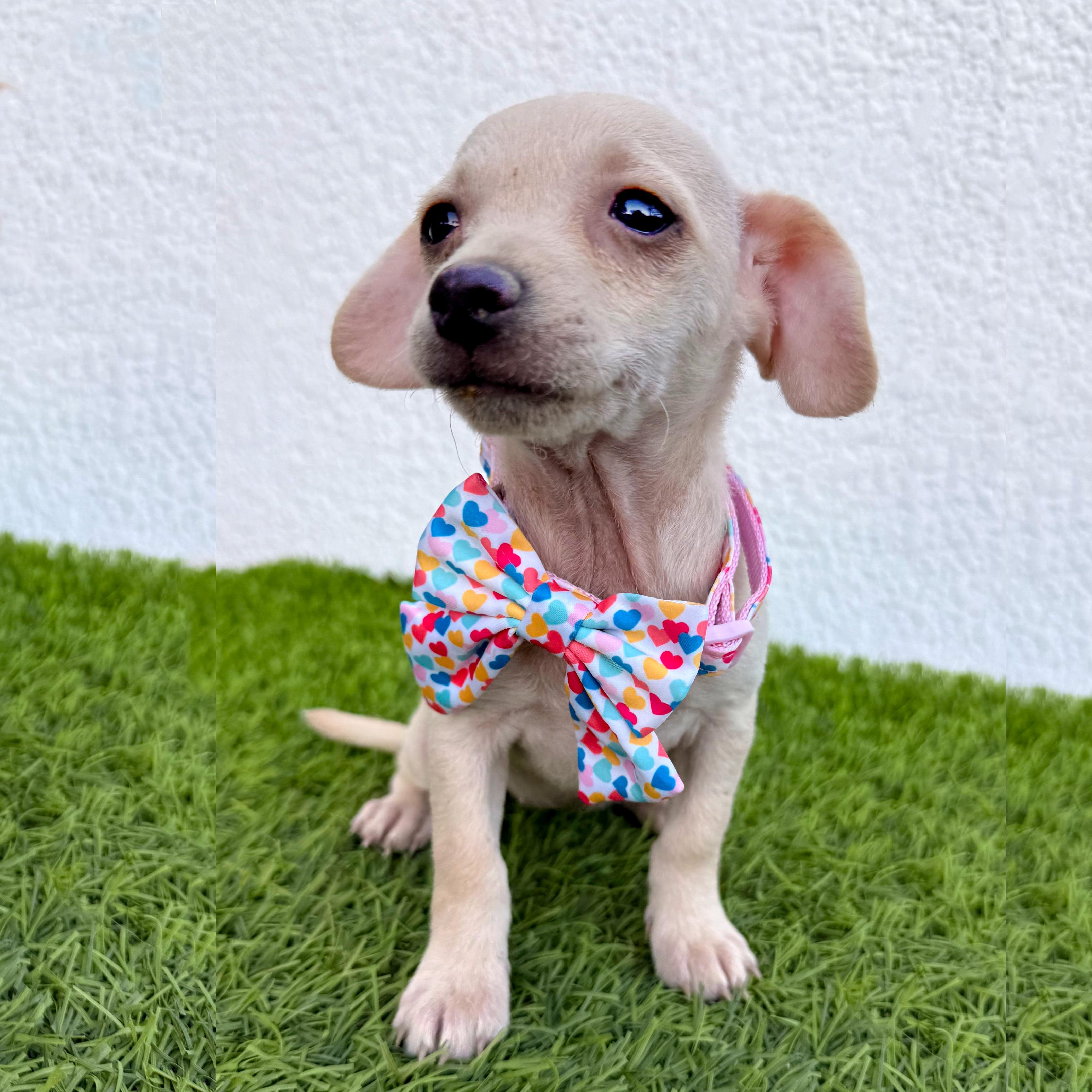 Enlarge HUAHUA, a Adoptable mixed breed in San Diego, CA image 3/5
