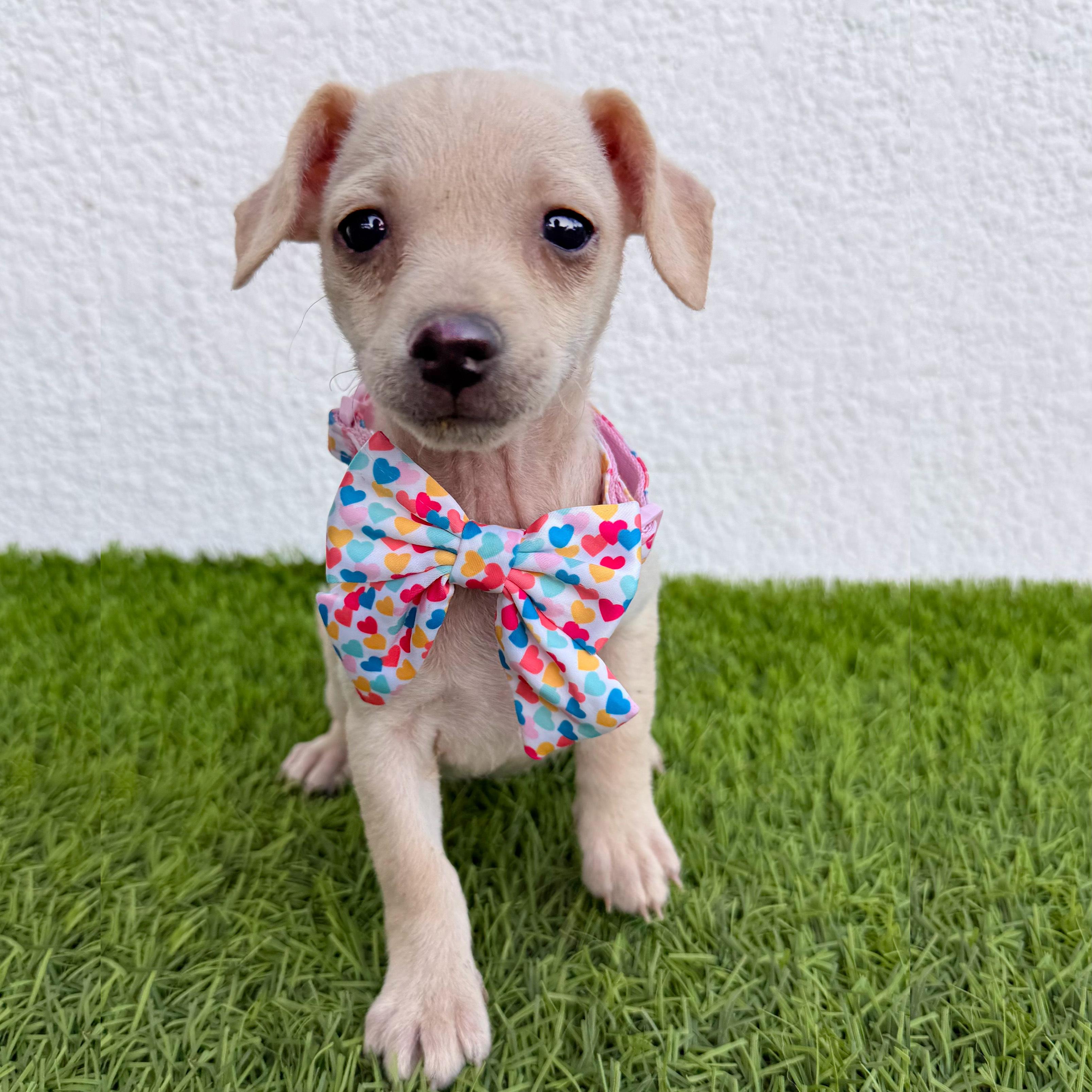 Enlarge HUAHUA, a Adoptable mixed breed in San Diego, CA image 5/5