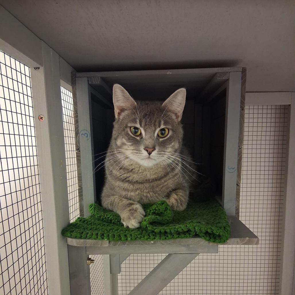 Dapper Dan, Adoptable, Adult Male Domestic Short Hair.