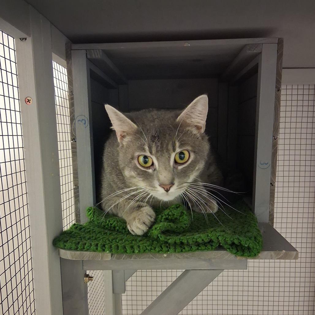 Enlarge Dapper Dan, a Adoptable Domestic Short Hair in Vinita, OK image 2/4