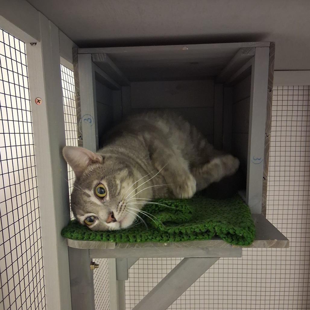 Enlarge Dapper Dan, a Adoptable Domestic Short Hair in Vinita, OK image 3/4