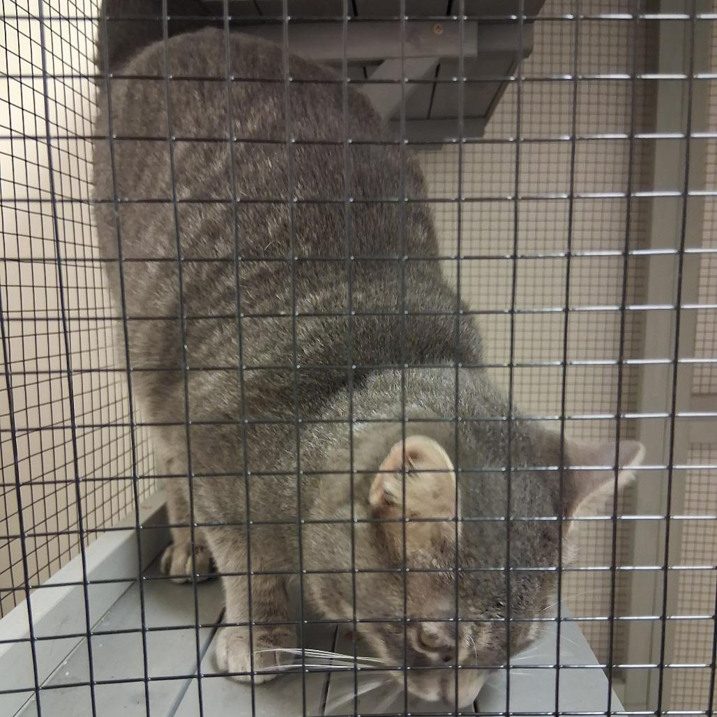 Enlarge Dapper Dan, a Adoptable Domestic Short Hair in Vinita, OK image 4/4