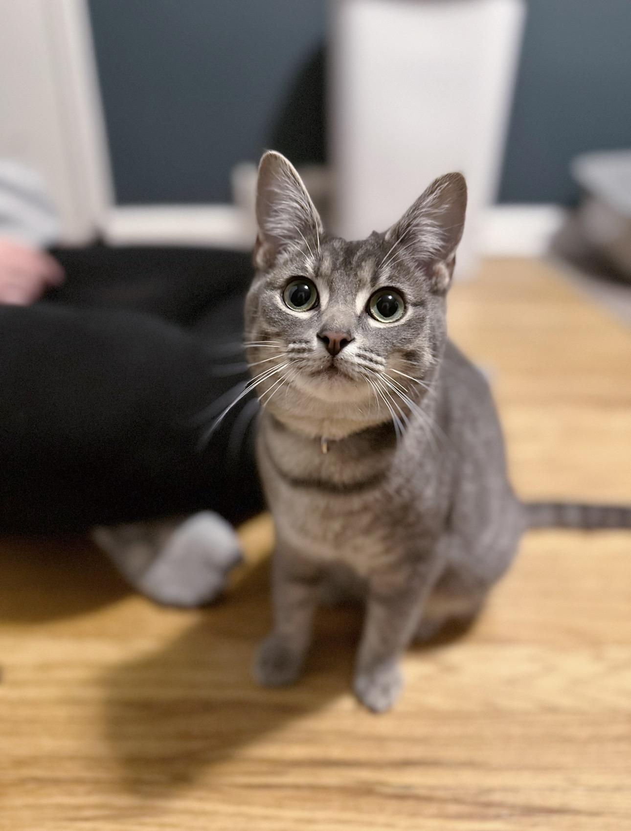 Enlarge Minnie, a Adoptable Domestic Short Hair in Sterling Heights, MI image 1/1