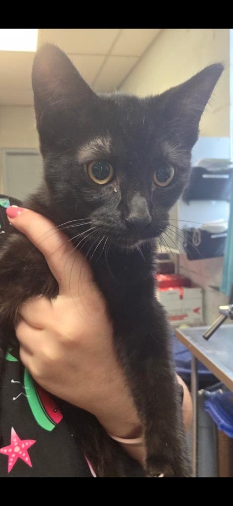 Bellatrix, Adoptable, Kitten Female Domestic Short Hair.