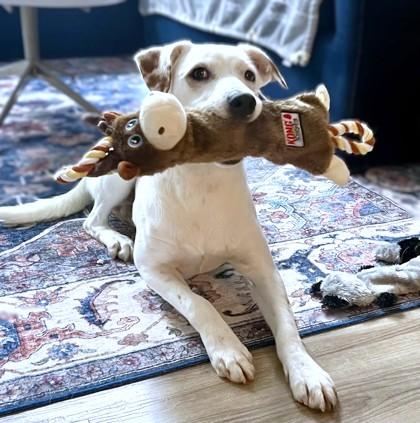 Enlarge Clyde, a Adoptable mixed breed in Washington, DC image 1/3