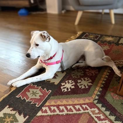 Enlarge Clyde, a Adoptable mixed breed in Washington, DC image 2/3