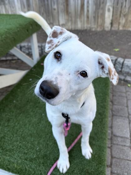 Enlarge Clyde, a Adoptable mixed breed in Washington, DC image 3/3