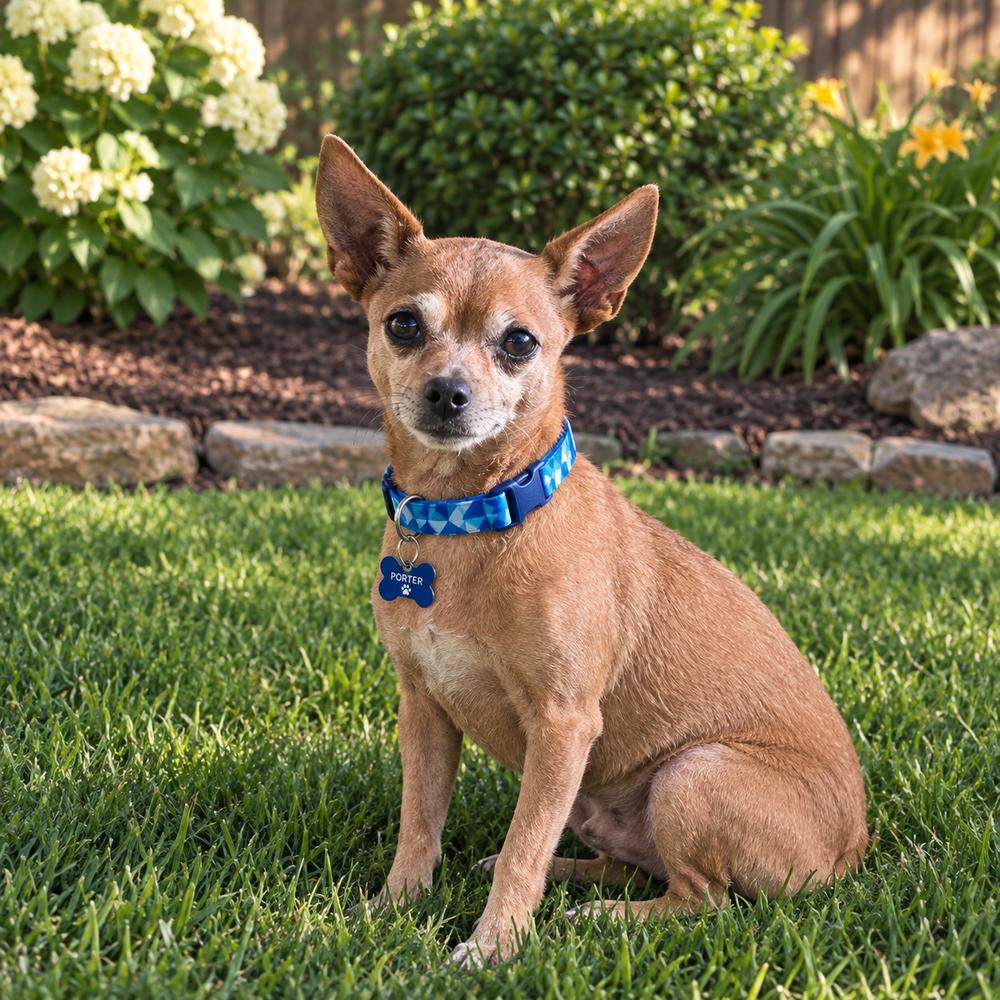 Enlarge Princeton, a Adoptable Chihuahua in Jefferson Hills, PA image 1/2