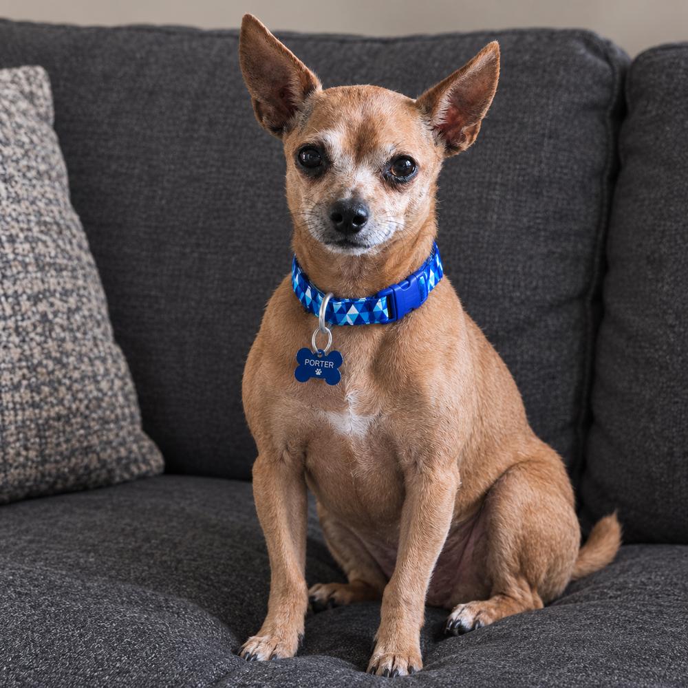 Enlarge Princeton, a Adoptable Chihuahua in Jefferson Hills, PA image 2/2