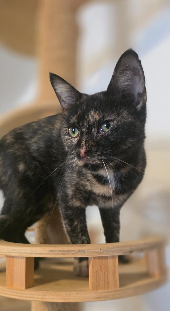 Enlarge Miss Pinky Pink Nose, a Adoptable Calico in Miami, OK image 1/5