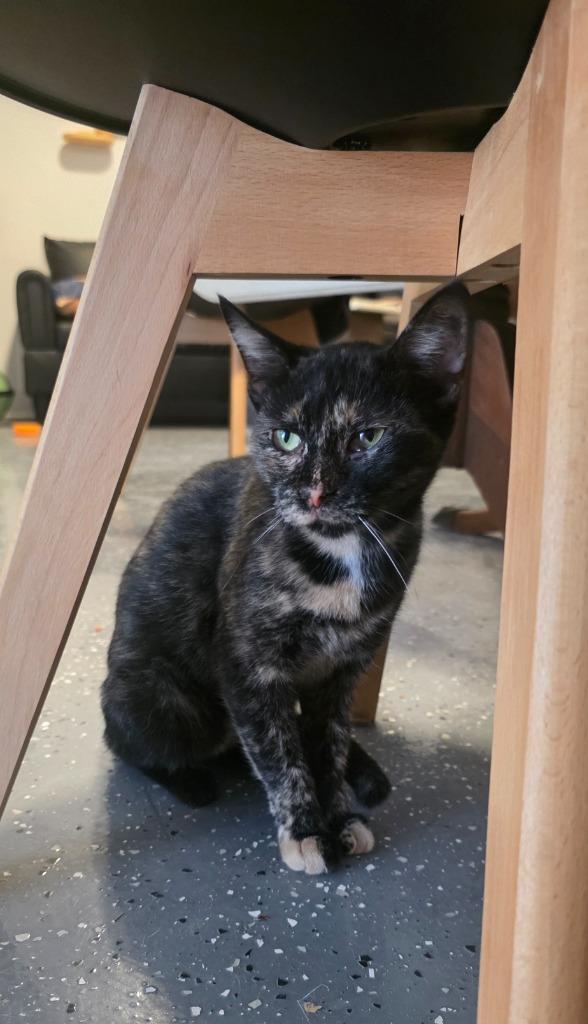 Enlarge Miss Pinky Pink Nose, a Adoptable Calico in Miami, OK image 2/5