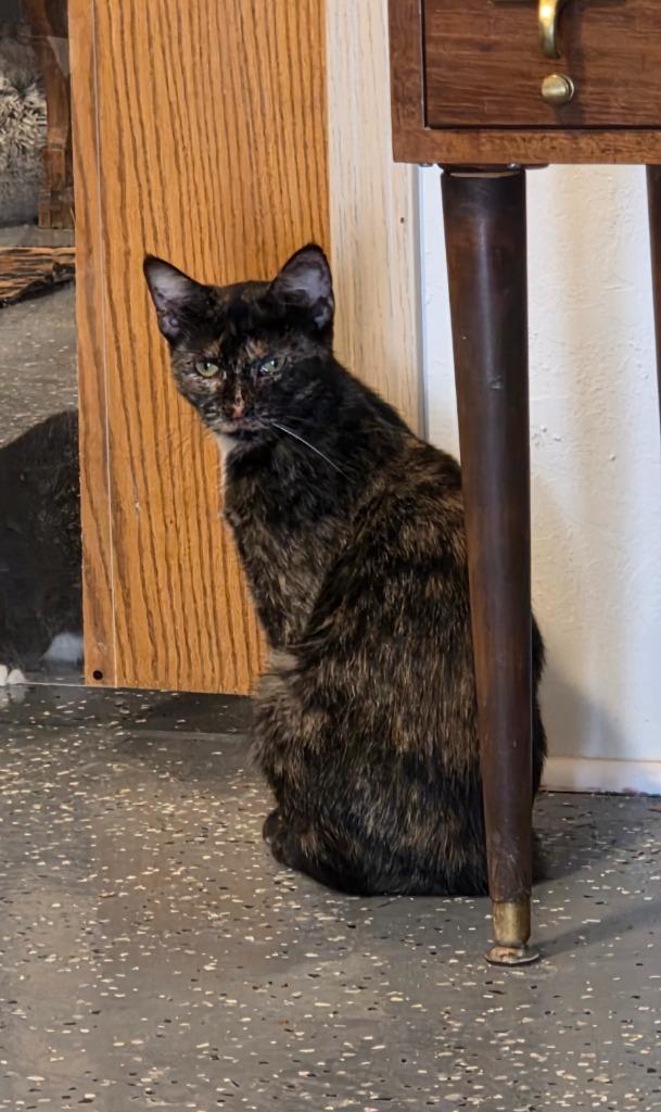 Enlarge Miss Pinky Pink Nose, a Adoptable Calico in Miami, OK image 3/5