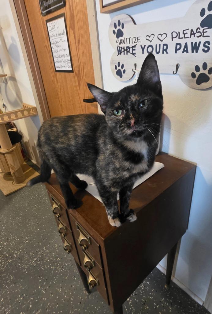 Enlarge Miss Pinky Pink Nose, a Adoptable Calico in Miami, OK image 4/5