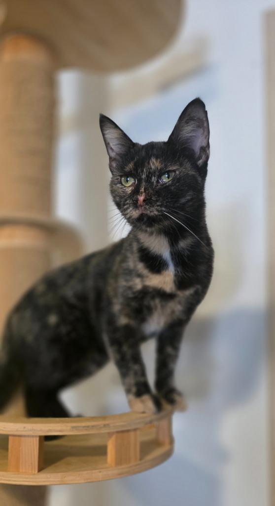 Enlarge Miss Pinky Pink Nose, a Adoptable Calico in Miami, OK image 5/5