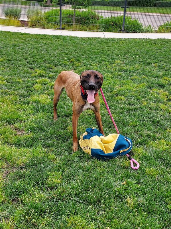 Zino, Adopted, Adult Male Belgian Shepherd / Malinois.